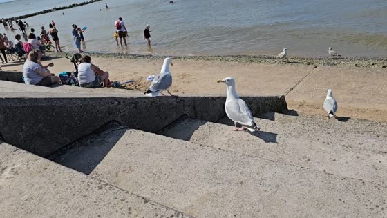Seagull slides down concrete slope and flies off in Prestatyn, United Kingdom