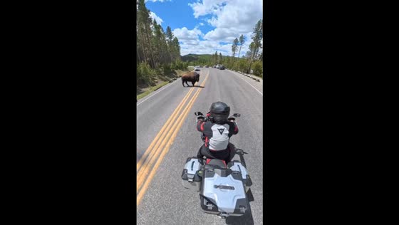 Buffalo crosses road near motorcyclists in Yellowstone National Park, Wyoming, USA