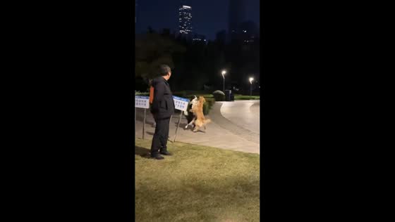 Two dogs hug and move playfully like humans in park in Shandong, China