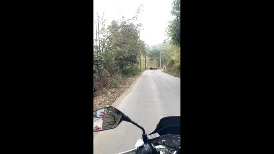 Water buffalo block road as truck passes in Pemalang, Indonesia