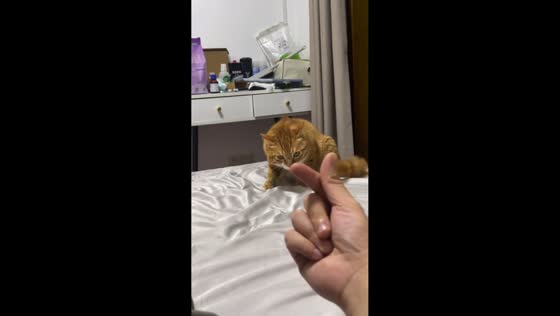 Cat’s dramatic reactions to hand gestures amuse owner in Hunan, China