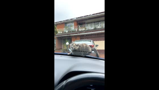 Cat-on-hood startle: hilarious windshield dash!