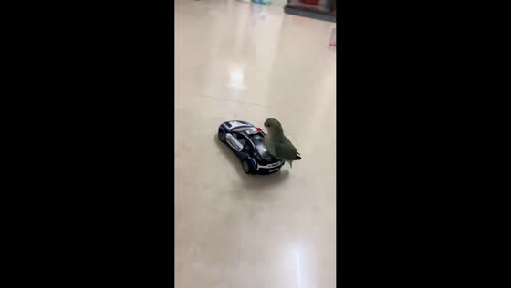 Parrot enjoys toy car ride and stays calm after crash in Guangdong, China