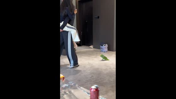 Parrot mimics little girl’s cry in Heilongjiang, China.