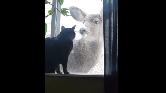 Cat watches deer outside window in Alberta