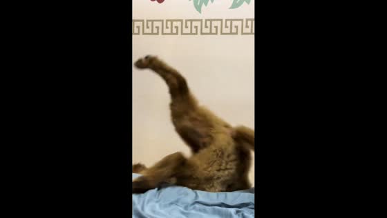 Dog playfully falls off bed in Jiangsu, China