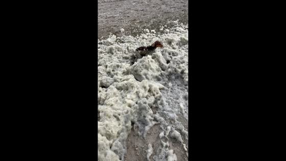 Doggy spa day: frolicking in algae foam at The Hague beach