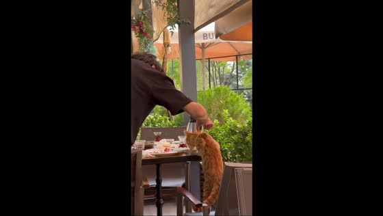 Cat sneaks breakfast at a restaurant table in Ankara, Turkey