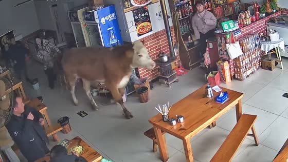 Cow causes commotion in Shandong cafe 