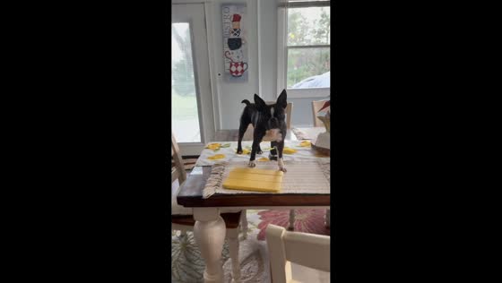 Mischievous bulldog causes chaos on table in New Jersey, USA
