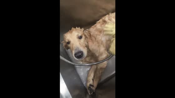 Dog enjoys a relaxing shower in Heilongjiang, China