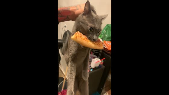 Cat sneaks pizza feast under bed