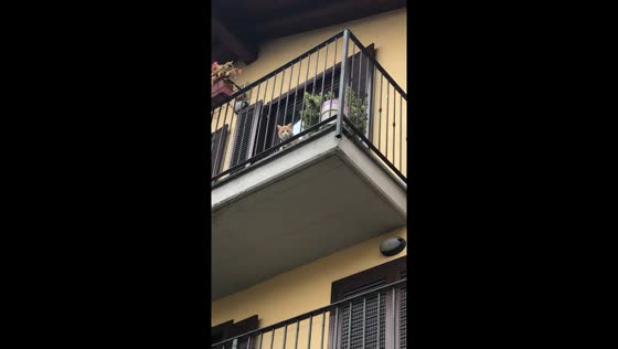 Bambù the cat balcony meows: a sweet feline welcome in Gallarate, Italy
