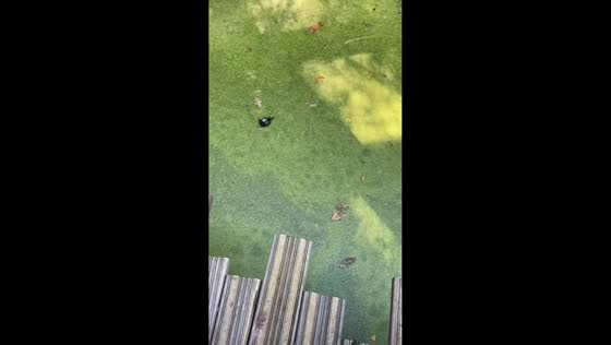 Water surface full of green algae spotted at theme park in Kaatsheuvel, Netherlands