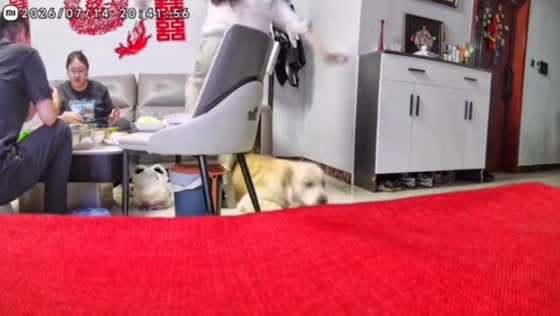 Woman trips over Labrador after standing up in Shandong, China