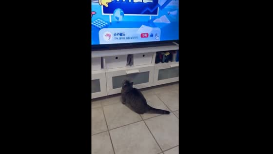 Ringo the TV enthusiast: cat's adorable reaction to its favorite Intro