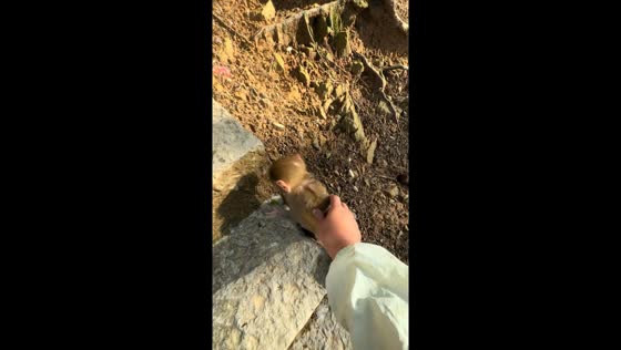 Protective mother monkey confronts human in Guizhou, China