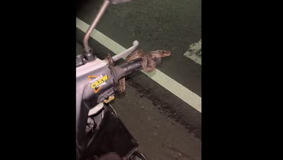 Snake surprises rider in Yogyakarta