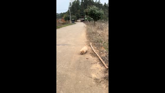 Dog carries wandering puppy away from road in Hunan, China