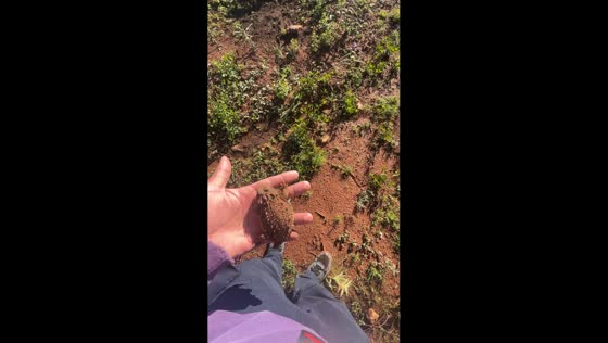 Greater Short-horned Lizard calmly emerges from pocket in Zacatecas, Mexico