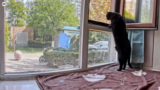 Cat watches rolling ball from window in Shandong, China