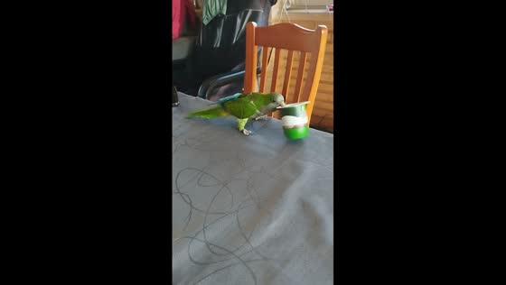 Playful parrot Richard battles yogurt can: a feathery fiasco!