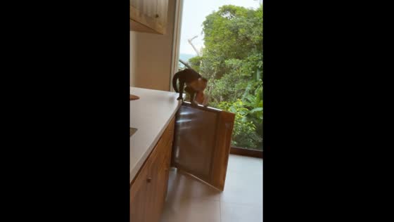 Monkey snatches mixed nuts from fridge in Costa Rica