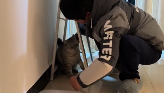 Cat reacts aggressively while being played with in Jiangxi