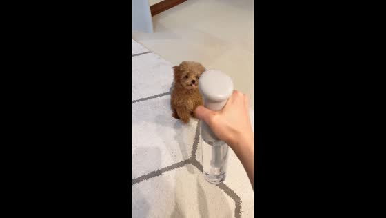 Maltipoo puppy adorably licks mist from spray in Tokyo, Japan