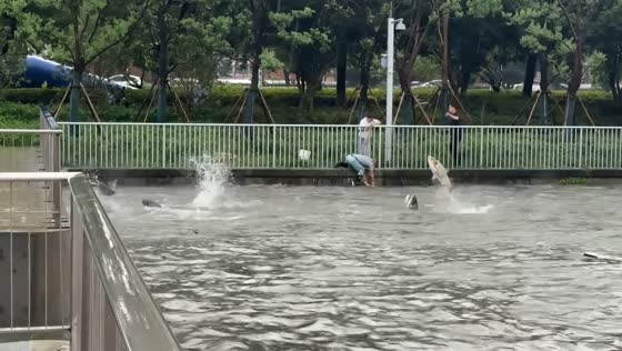 Hundreds of fish leap from water during heavy rain in Suzhou, Jiangsu, China