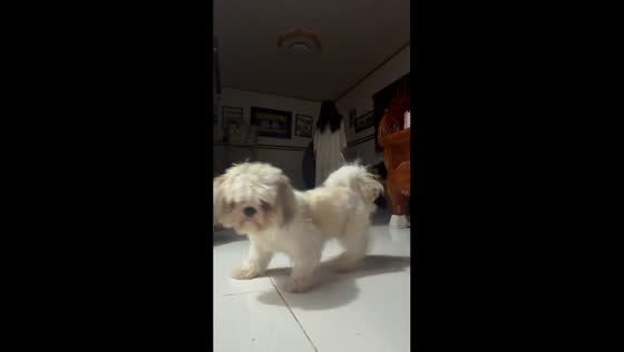 Dog interrupts ghost prank in Sta. Maria, Bulacan, Philippines