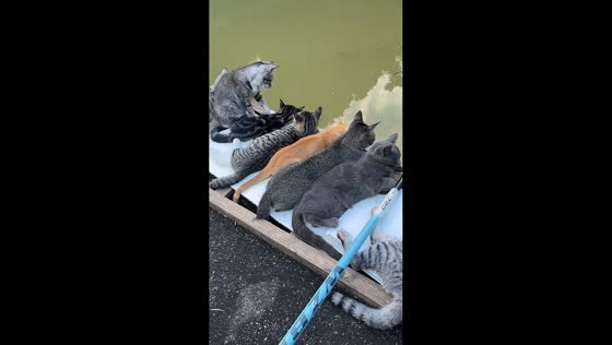 Curious cats patiently watch owner fishing from bridge in Guangdong, China