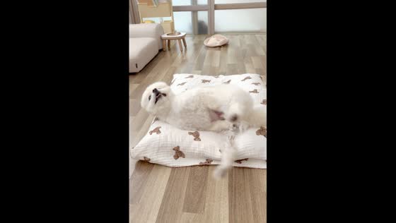 Dog's surprising behavior: the curious case of Bori's unusual Habit