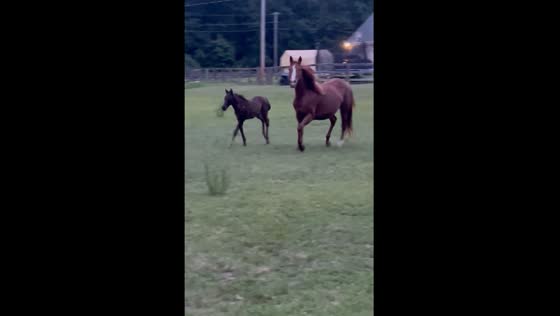 Horse returns to retrieve foal after escaping to front yard in Byhalia, Mississippi