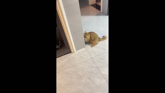 Boy gets startled by cat while playing hide and seek in Henan, China