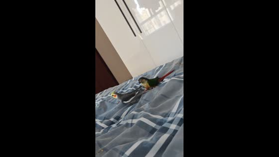 Playful tail ride on the bed in Jilin, China