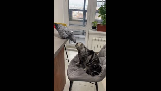 Playful parrot persists with uninterested cat