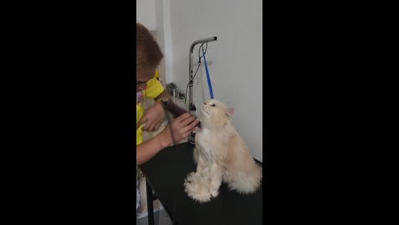 Cat behaves while being groomed in Nueva Ecija, Philippines
