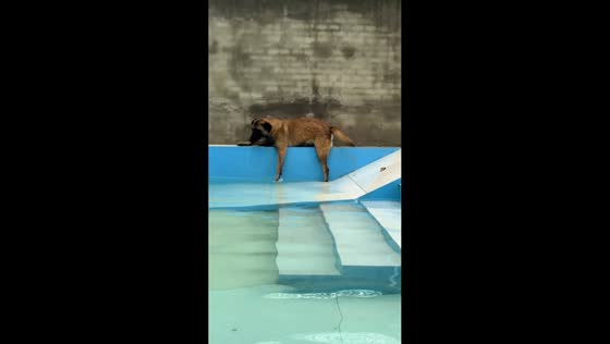 Dog slips into pool after failed jump in Hebei, China