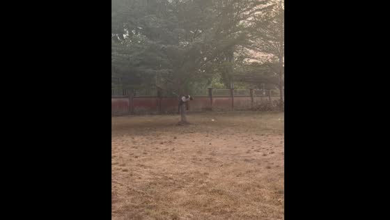 Person falls while attempting tree trunk flip in Ibadan, Nigeria