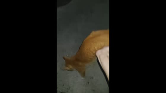 Cat performs perfect backflip after being lifted in Guangdong, China