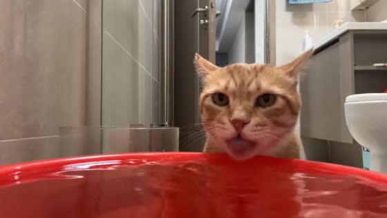 Cat “singing” while drinking water in Zhejiang, China