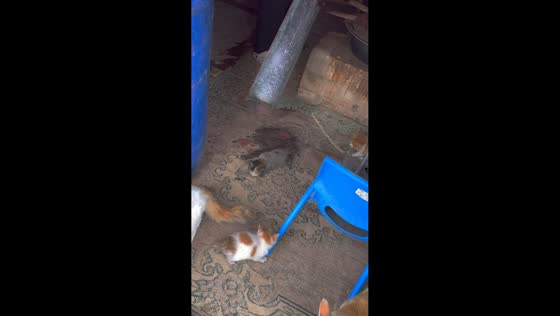 Kittens tumble out of dusty tube in Inner Mongolia, China