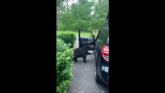 Bear attempts car break-in caught on camera in Gatlinburg