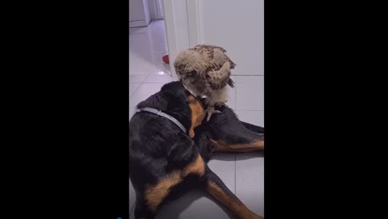 Unlikely playmates: dog and owl share playful moments in Madrid