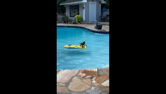 Kitten learns to swim with owner’s support in Tennessee, USA