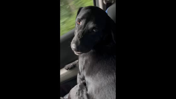 Dog rides in car with tongue out and head tilted in Litchfield, USA