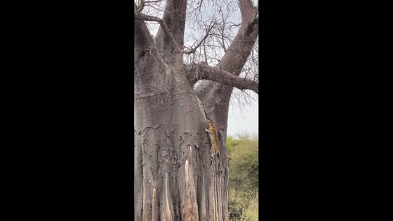 Majestic leopard climbs and rests atop Baobab tree in Tarangire National Park, Tanzania