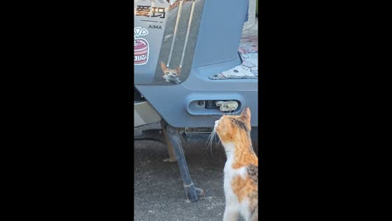 Curious cat fascinated by its reflection on a motorcycle in Guangdong, China