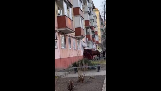 Man attempts to deliver horse surprise through apartment building
